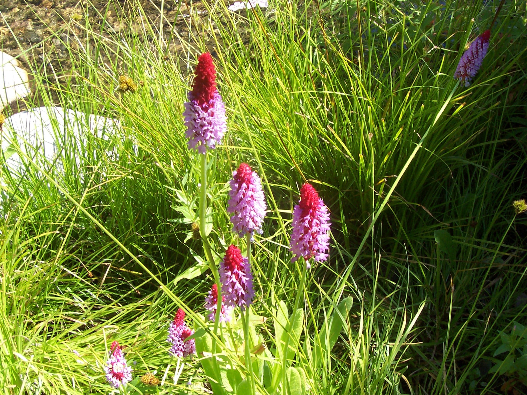 Landscape Plants